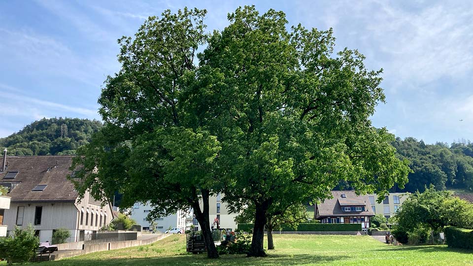 Baumerhalt dank Stellungnahme & Gutachten