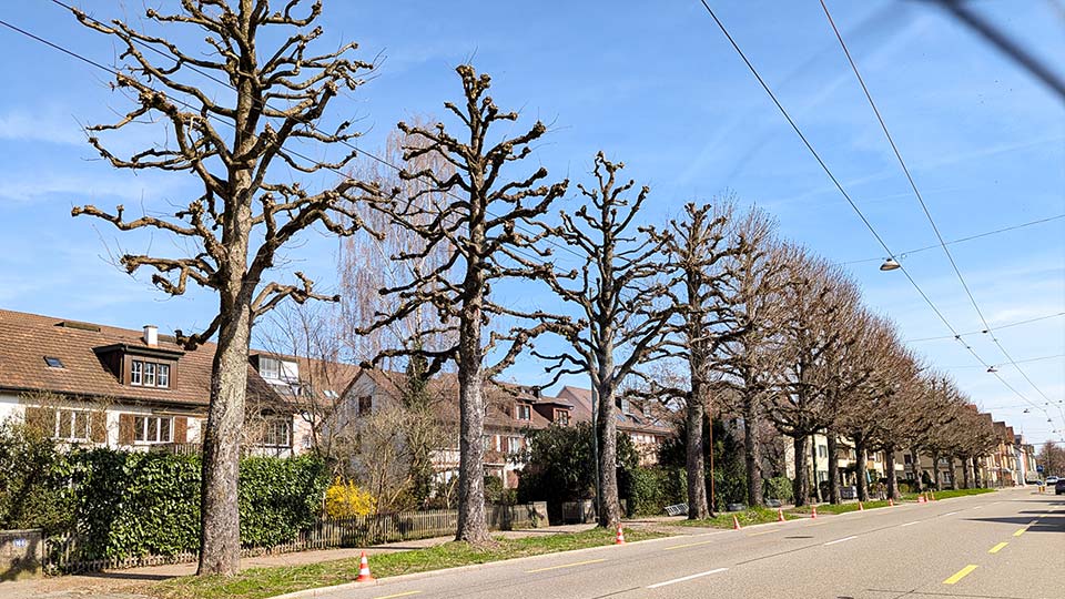 Kastanienallee Winterthur Kastanienallee Winterthur